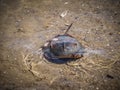 Horseshoe Crab