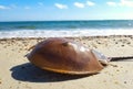 Horseshoe crab on the beach Royalty Free Stock Photo