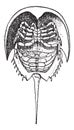 Horseshoe Crab or Limulidae, vintage engraving