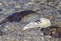 Horseshoe Crab, Limulus polyphemus Royalty Free Stock Photo