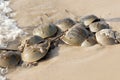 Horseshoe Crab (Limulus polyphemus) Royalty Free Stock Photo