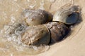 Horseshoe Crab (Limulus polyphemus) Royalty Free Stock Photo