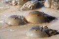Horseshoe Crab (Limulus polyphemus) Royalty Free Stock Photo