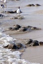 Horseshoe Crab (Limulus polyphemus) Royalty Free Stock Photo