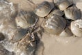 Horseshoe Crab (Limulus polyphemus) Royalty Free Stock Photo