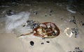 Horseshoe crab Limulus polyphemus thrown by the storm at the b Royalty Free Stock Photo