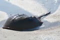 Horseshoe crab makes its way onshore a north Florida island beach Royalty Free Stock Photo