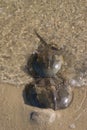 Horseshoe crab (mating) Royalty Free Stock Photo