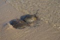 Horseshoe crab (mating) Royalty Free Stock Photo