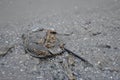 Horseshoe Crab, mud on the floor. Royalty Free Stock Photo