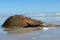 Horseshoe crab on the ocean and sky background Royalty Free Stock Photo