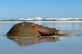 Horseshoe crab on the ocean and sky background Royalty Free Stock Photo