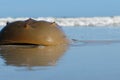 Horseshoe crab on the ocean and sky background Royalty Free Stock Photo