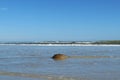 Horseshoe crab in the ocean water Royalty Free Stock Photo