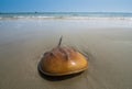 Horseshoe Crab on sand beach Royalty Free Stock Photo