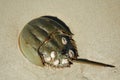 Close up of horseshoe crab with barnacles on shell Royalty Free Stock Photo