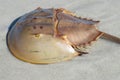Horseshoe crab on Florida beach Royalty Free Stock Photo