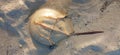 horseshoe crab, sand, nature, wildlife, animal, shell Royalty Free Stock Photo