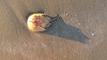 Horseshoe Crab on the Sand with a Shadow