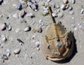 Horseshoe crab and seashells littering the beaches of Sanibel Sea Shells Royalty Free Stock Photo