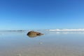 Horseshoe crab on Florida beach on blue sky background Royalty Free Stock Photo