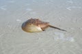 Horseshoe crab in a shallow water in Florida beach Royalty Free Stock Photo