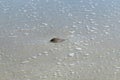 Horseshoe crab in a shallow water in Florida Royalty Free Stock Photo