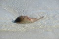 Horseshoe crab in a shallow water in Florida Royalty Free Stock Photo