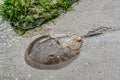 Horseshoe Crab in Shallow Water Royalty Free Stock Photo