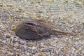 Horseshoe crab in shallow water Royalty Free Stock Photo