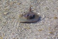 Horseshoe crab in shallow water Royalty Free Stock Photo