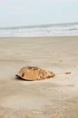 Horseshoe Crab Shell