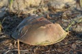 Horseshoe crab shell Royalty Free Stock Photo