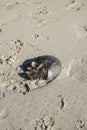 Horseshoe crab shell with attached barnacles on a wet sandy beach