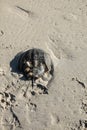 Horseshoe crab shell with attached barnacles on a wet sandy beach