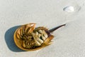 Horseshoe crab shell in florida Royalty Free Stock Photo