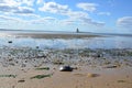 horseshoe crab shells and lighthouse and water at beach Royalty Free Stock Photo