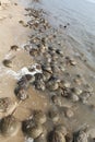 Horseshoe crab spawning Beachon Delaware Bay Royalty Free Stock Photo