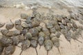 Horseshoe crab spawning Beachon Delaware Bay Royalty Free Stock Photo