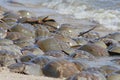 Horseshoe crab spawning on Delaware Bay Beach Royalty Free Stock Photo