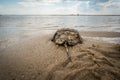 Horseshoe Crab in Spring Royalty Free Stock Photo