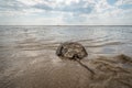 Horseshoe Crab in Spring Royalty Free Stock Photo