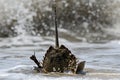 Horseshoe crab stranded on the beach after mating. Royalty Free Stock Photo