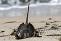 Horseshoe crab stranded on the beach after mating. Royalty Free Stock Photo