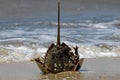 Horseshoe crab stranded on the beach after mating. Royalty Free Stock Photo