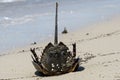 Horseshoe crab stranded on the beach after mating. Royalty Free Stock Photo