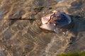 Horseshoe Crab Swimming Royalty Free Stock Photo