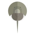 Horseshoe crab toxicity, flat icon