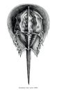 Horseshoe Crab vintage clip art