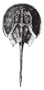 Horseshoe crab, vintage engraving